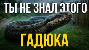 Невинная змея или тихий убийца — вся правда о гадюке!