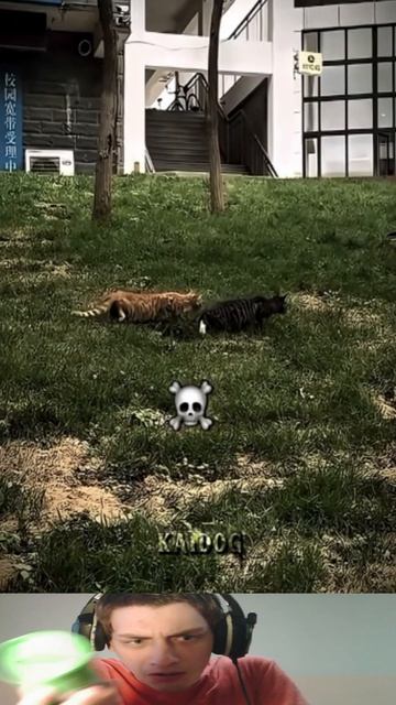 Синхронизированные Коты