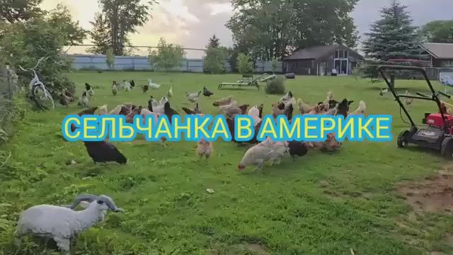 Сельчанка в Америке В ОГОРОДЕ БЕДА СЛУЧИЛАСЬ смотреть онлайн