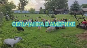 Сельчанка в Америке В ОГОРОДЕ БЕДА СЛУЧИЛАСЬ