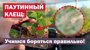 ПАУТИННЫЙ КЛЕЩ на метельчатых гортензиях: признаки, выбор препаратов и частота обработок