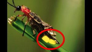 ПОЧЕМУ СВЕТЛЯЧКИ СВЕТЯТСЯ ?