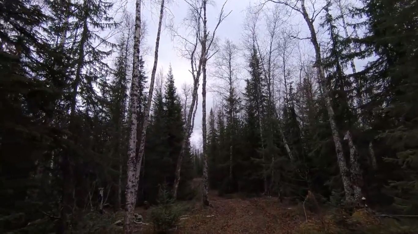 Охота на рябчика, первый снег. смотреть онлайн