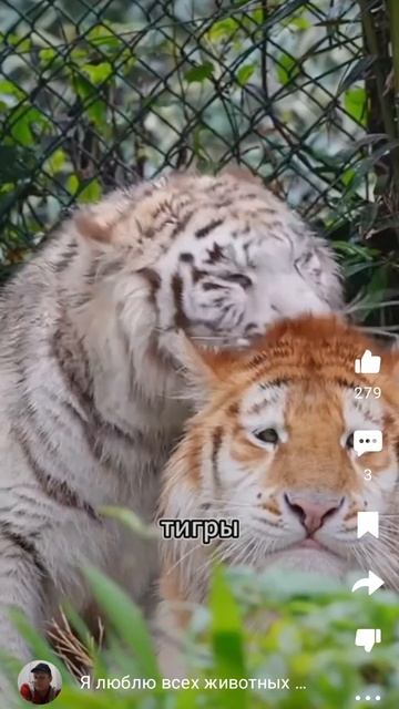 животное смотреть онлайн