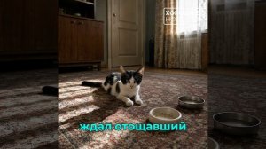На Таймыре участковый спас кота-сироту