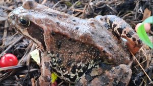 Украсили вишню.Нашли с Угольком  травяную лягушку.3 июля 2026г.