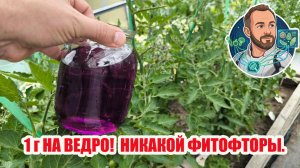 💥 Всего 1 грамм на ведро — и никакой фитофторы! 🍅🚫 Секрет за копейки: забываем про фитофтороз 🤫