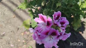 Жарковато однако🥵//началась уборка//🌾🌾🌾//что происходит с томатами🍅