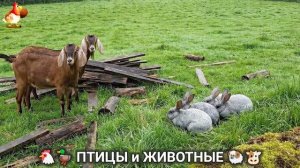 Сельские мотивы 🐏🐓🐇 Видео для души и радости 🌞 (28)