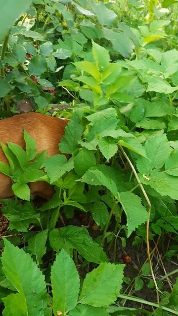 лютик ищет клад🥰🐕🍖❤