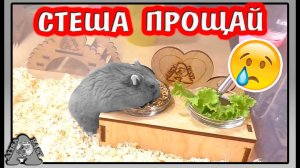 Последнее видео  о Стеше / Сколько живут хомяки? / Алиса Изи Петс / Alisa Easy Pets
