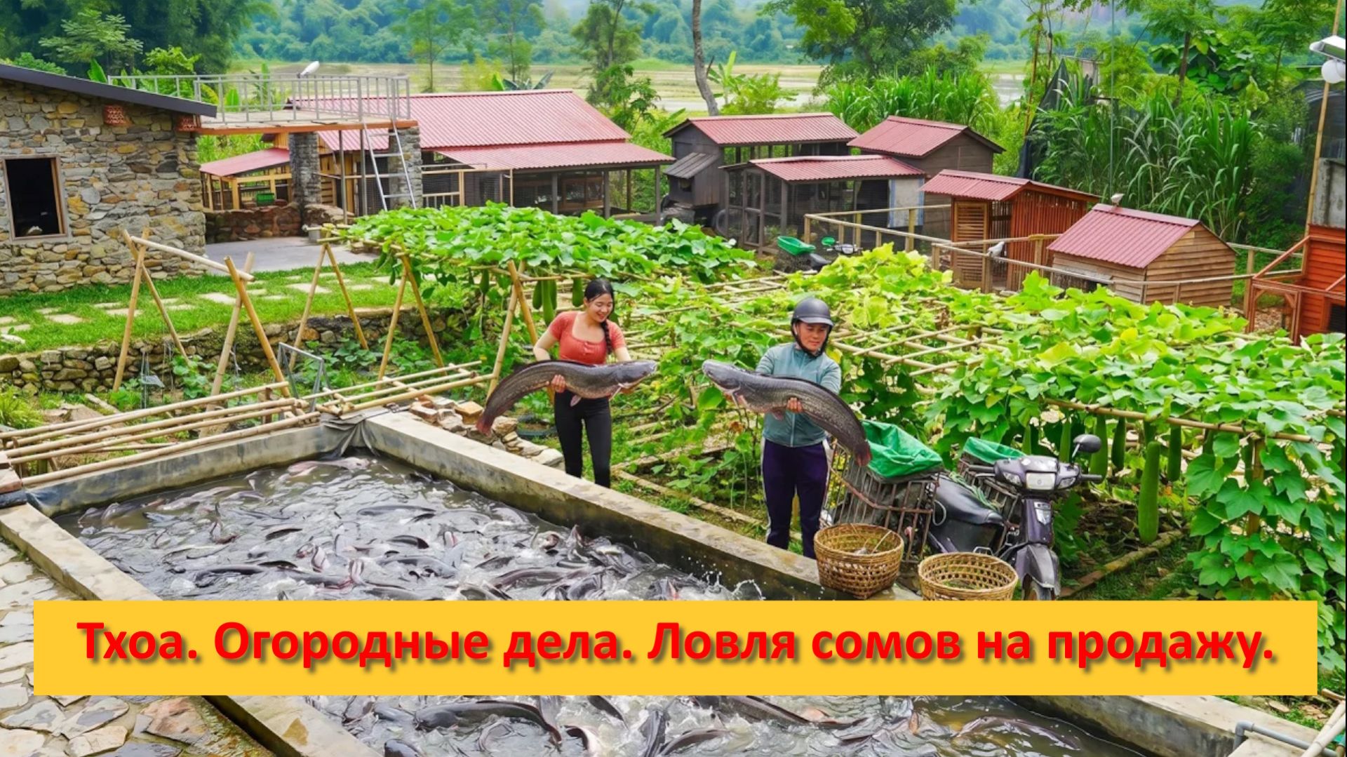 Тхоа. Огородные дела. Ловля сомов на продажу.