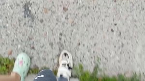 vlog