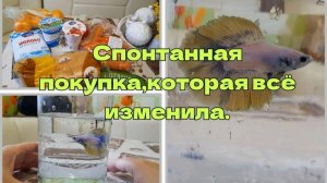 Новый жилец без предупреждения: история одной спонтанной покупки
