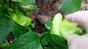 Собираю  огурчики, урожаем довольна. 🥒🥒🥒.