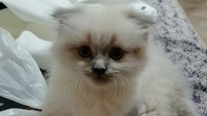 Очень поздний приезд с работы. Небольшая распаковка