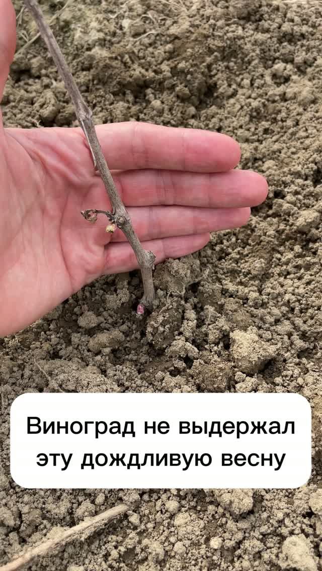 У винограда открылось второе дыхание, не выдержал дождей