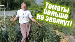 Почему вянут листья томатов? 5 основных причин!