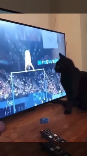 Чёрная котомагия 🙀
