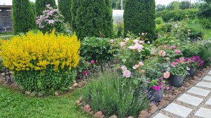 Жара и дождь🌞🌧 Розы🌹💖Петунии🌸 Обзор цветов на 01.07.26г.Дождь испортил всю красоту 02.07.26г.🌧