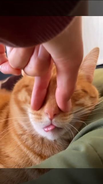 Отключаем кота смотреть онлайн