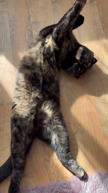 Немного о Шотландских кошках
