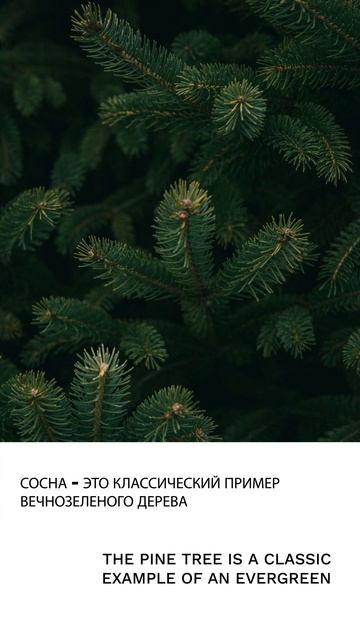 Вечнозеленый смотреть онлайн