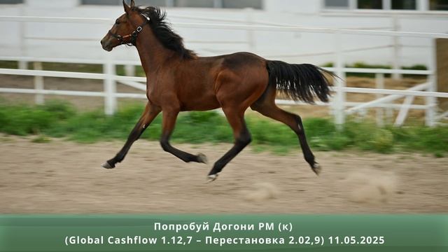 Попробуй Догони РМ (к) (Global Cashflow 1.12,7 – Перестановка 2.02,9) 11.05.2025 смотреть онлайн