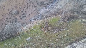 Кабки шикори дар маргеб. hunting cock