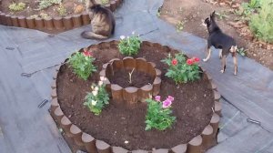 Посадила розочки.Хотела покачаться, но комары выгнали.