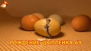 Вылупление цыпленка из яйца в инкубаторе версия 69