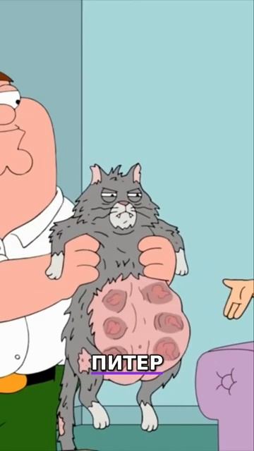 Котёнок Папа привёл кошку в дом Смех слёзы и котята shorts