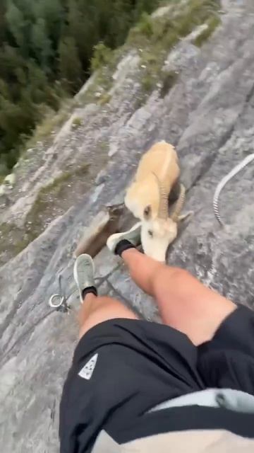 🐏🐏🐏