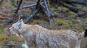 Кого сняла Фотоловушка за 50 дней в ГЛУХОМ лесу? 1.5 месяца за 10 минут!