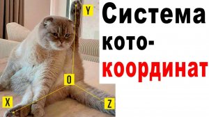 Приколы с котами! СИСТЕМА КОТО-КООРДИНАТ!)