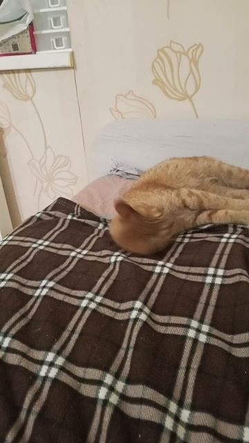 кот сошёл с ума смотреть онлайн