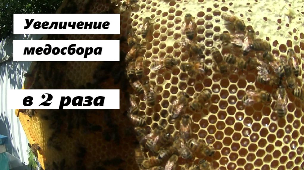 Увеличение медосбора на пасеке в два раза. смотреть онлайн