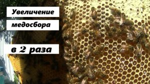 Увеличение медосбора на пасеке в два раза.