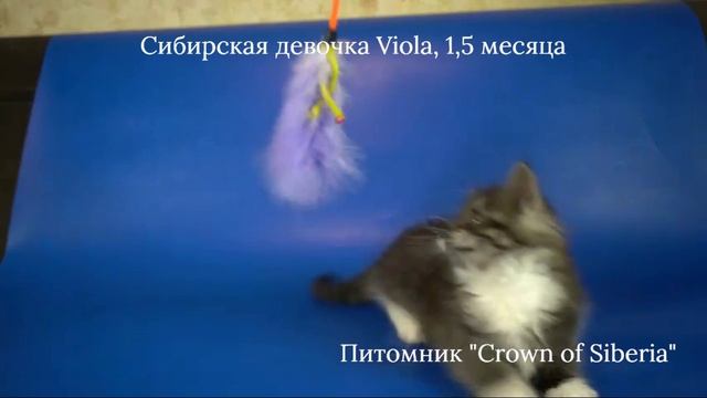 Сибирская девочка Viola, 1,5 месяца, редкого окраса черный дымчатый с белым. смотреть онлайн