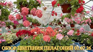 Обзор цветения пеларгоний 1 июля 2026.