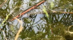 Как лягушка 🐸 слушала чаек: Маленькая сказка у воды.