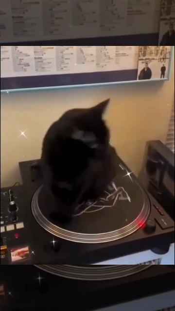 Без кота и жизнь скучна...