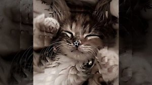 4 прикольных 🎧песен 🎧названий этих песен не знаю ?🫂