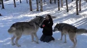Волк вышел из леса и сел рядом с девушкой. Кадры от которых замирает сердце!