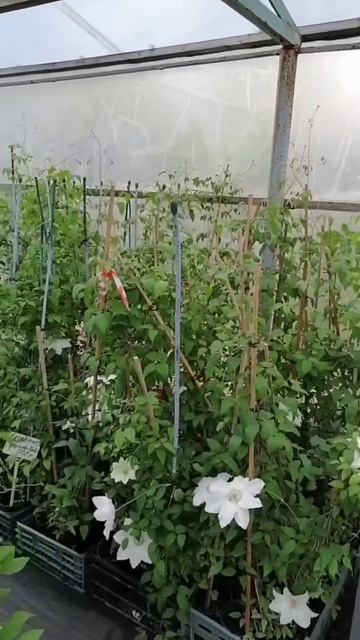 Клематис ( Clematis) Фую-Но-Таби белый