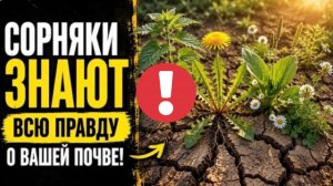 Сорняки кричат об этом! 8 растений - индикаторов, которые покажут всю правду о вашей почве