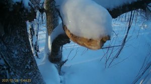охота на куницу капканами кп-120. всегда нужно слушать старших. с наступающим новым годом всех!