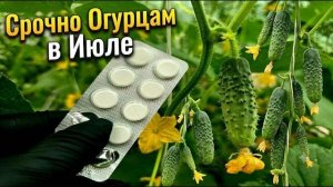 Таблетка в Июле и Огурцов нарастает ТОННА! Даже чахлые огурцы позеленеют и оживут!