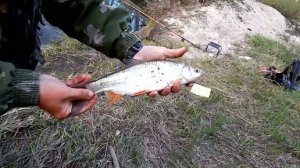 Подуст на классическую донку