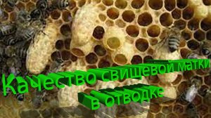 Качество свищевой матки в отводке: зависит ли от силы семьи и условий? | Кашковский 🐝👑
